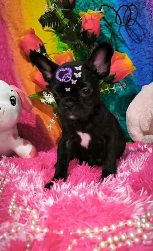 Linda Bulldog
