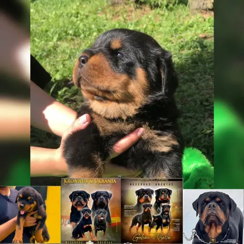 Filhotes de ROTTWEILER com PEDIGREE CBKC e GENÉTICA SELECIONADA