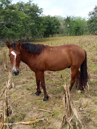 Vende-se cavalo