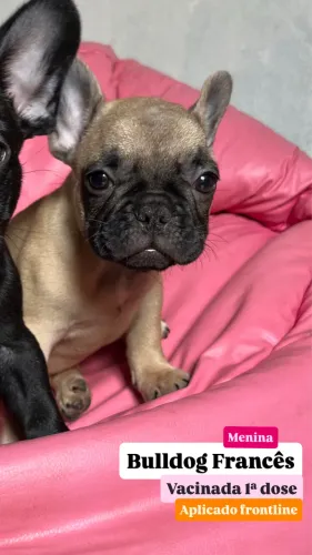 Filhote de Bulldog Francês Fêmea 