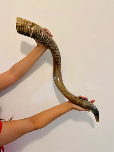 Shofar NOVO original, direto de Jerusalem vai com capa aveludada de brinde 