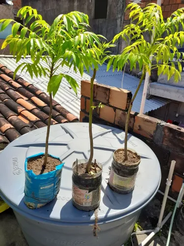 Muda de Cajarana Anã