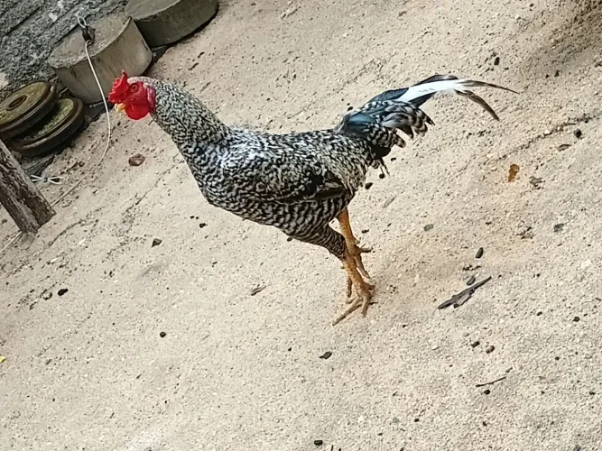 Galinha