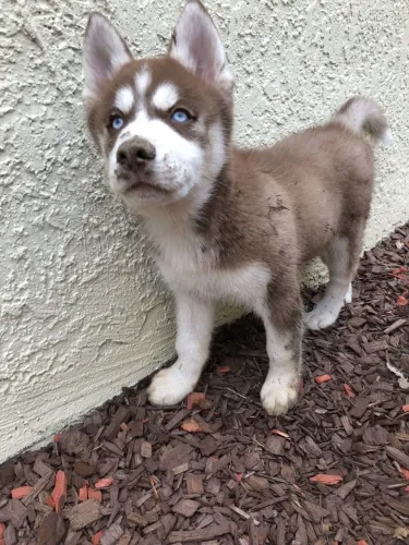 Husky siberiano Seu próximo grande amigo está nesta publicação