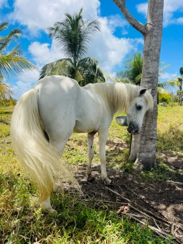 Cavalo novo 6 anos ,  de picado muito bom 