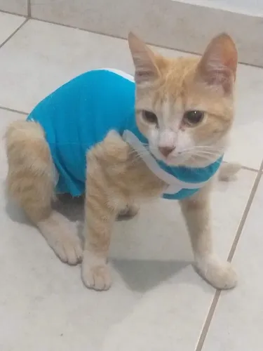 Doação de Gata Castrada