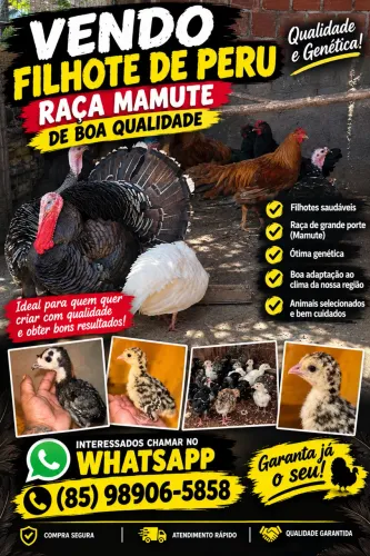 Vendo filhote de peru da raça mamute ja vermifugados qualidade e confiança na sua criação