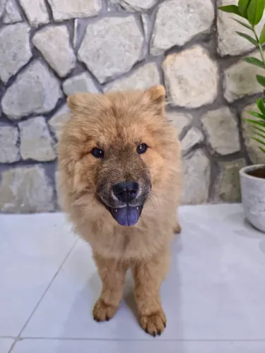 VENDE-SE CACHORRO DA RAÇA CHOW CHOW