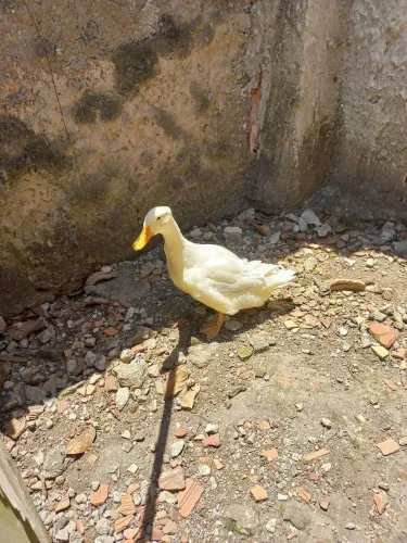 Marreco
