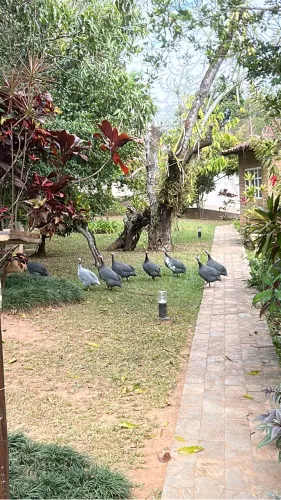 Galinha D?angola 