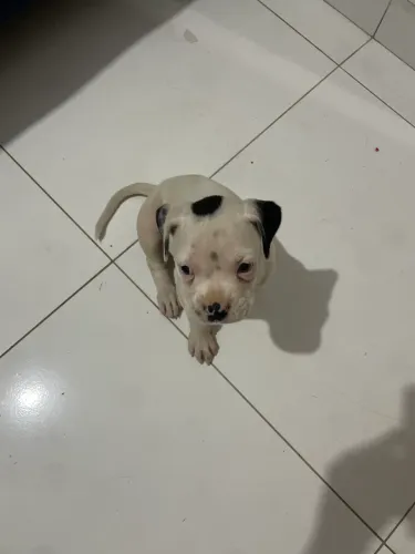 Boxer Filhote Fêmea