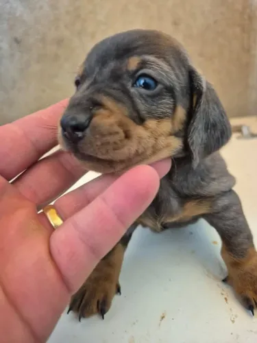 Teckel salsichinha Daschund miniatura 