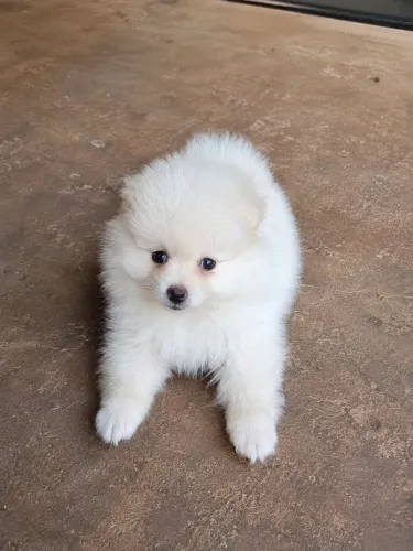 Spitz Alemão Macho Filhote Branco