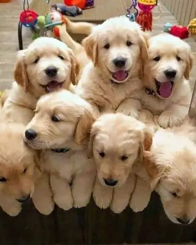 Filhotes golden retriever linhagem selecionada super saudáveis e ativos
