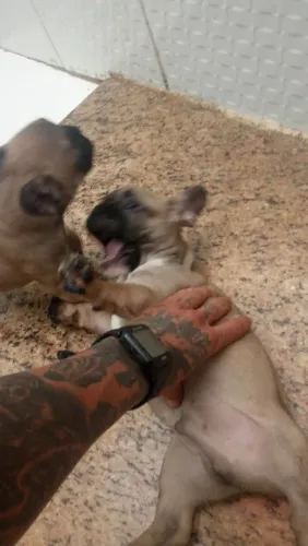 Bulldog francês