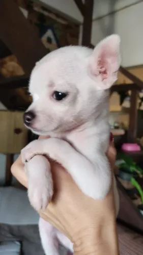 Ultimo filhote de chihuahua