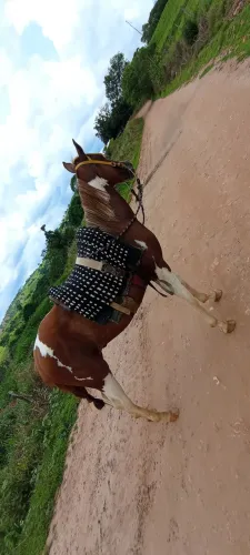 cavalo