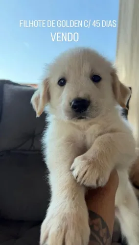 Vendo Filhote de Golden Retriever macho!