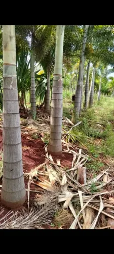Palmeira rabo de raposa direto da produção 5 mt