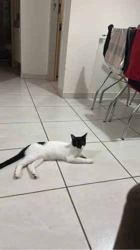 Gato para doação. Super manso. Criado em apartamento. 