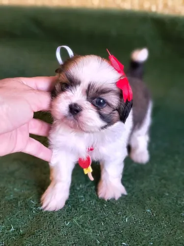 Shihtzu Machinho Tricolor muito Fofo
