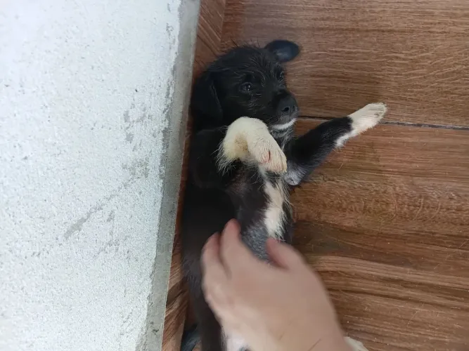 Doação de cachorro