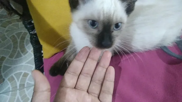 Gata siamês filhote
