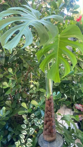 Plantas para apartamento 