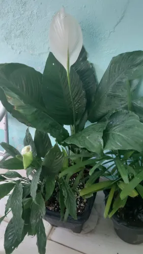 Plantas