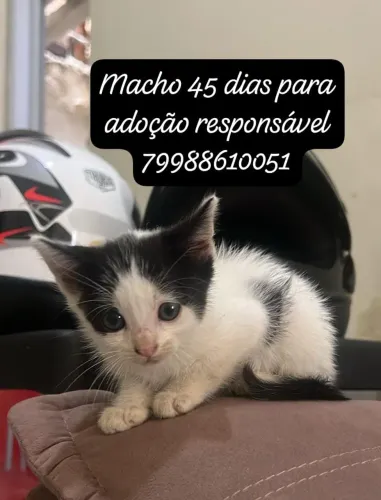 Gatinho para adoção responsável 