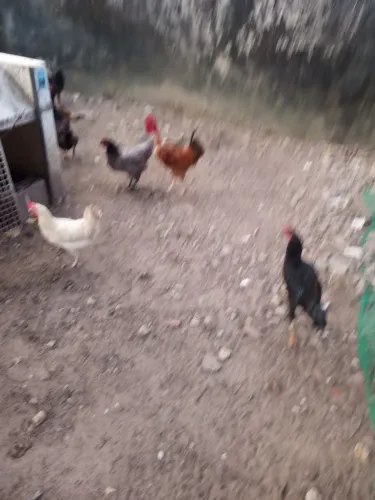 Galinha e pato