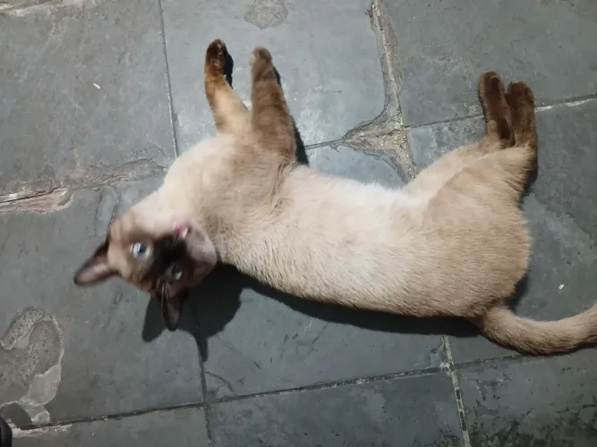 Gato doação responsável