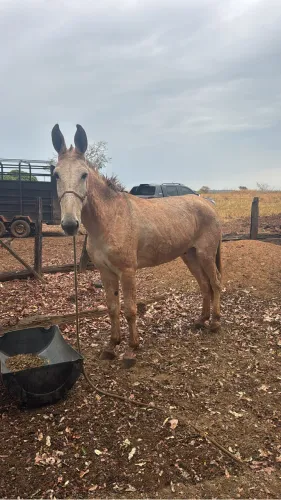 Burro baio grande