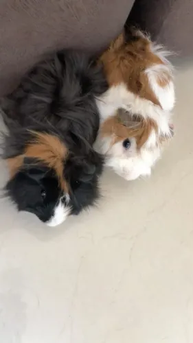 Porquinho da india