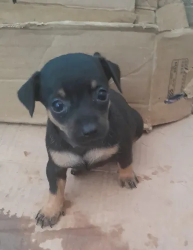 Cachorro pinscher 