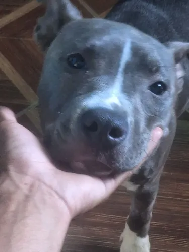 American Bully 5 meses