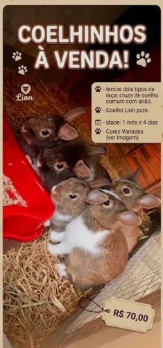 Vendo coelhinhos 