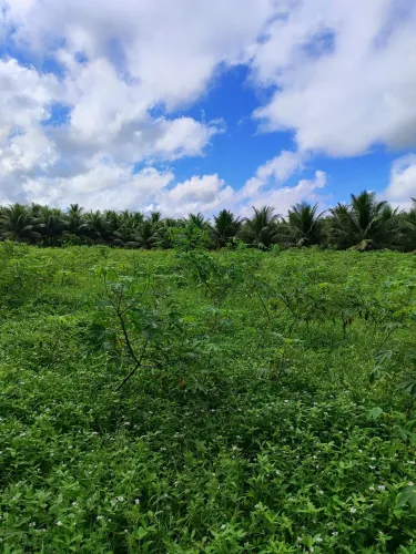 Fazenda Chácara para venda tem 4000 metros quadrados um poço tubular irrigação energia tr
