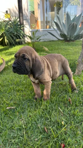Fila brasileiro filhotes