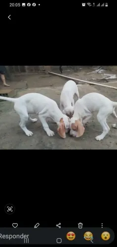 Filhotes fêmea de Pointer Inglês com apenas 2 meses de vida. Chame no ZAP:83- *