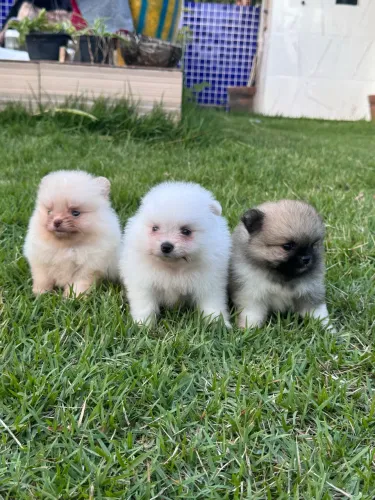 Lulu da Pomerania ursinho