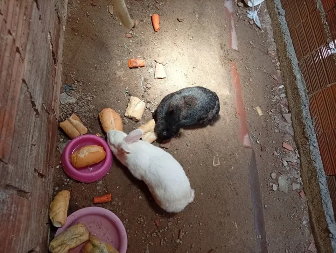 Coelhos a venda