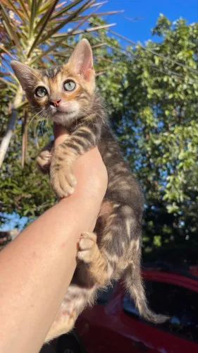 Bengal