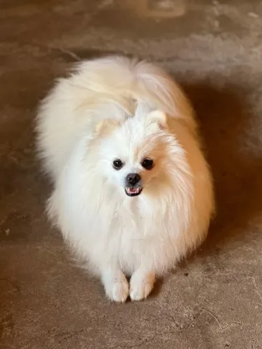 Spitz alemão anão ÷ até 12 X