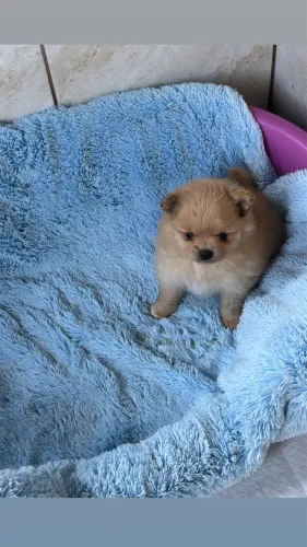Lindas fêmeas creme de Lulu da Pomerânia