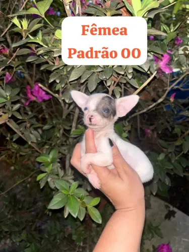 Pinscher Fêmea Padrão 000(ideal para cliente exigente )