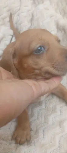 Cofap macho olhos azuiz 