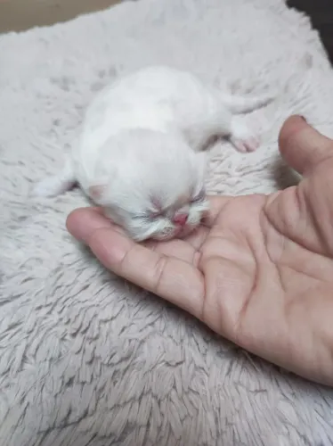 Filhotes de gatos persa