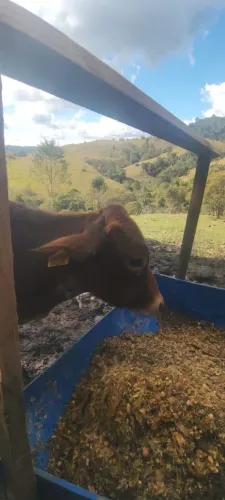 Linda mini vaca 