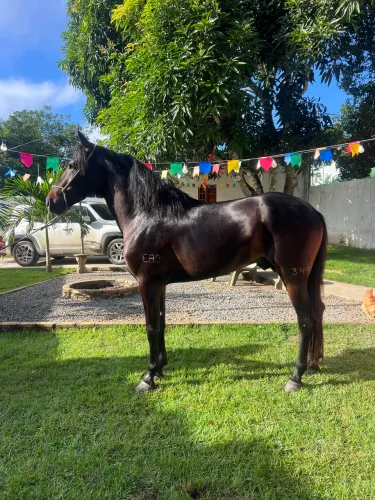 Vendo cavalo mangalarga 